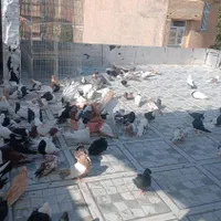 کبوتر کلکسیونی و پرشی درجه یک|پرنده|سردشت, |دیوار