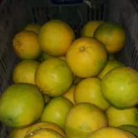 پرتغال ونارنگی ساری