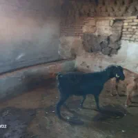 بز پیر|حیوانات مزرعه|شوط, |دیوار