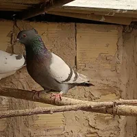 سبز خطی نقره ای