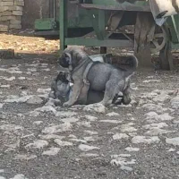 واگذاری توله ها پژدر اصیل