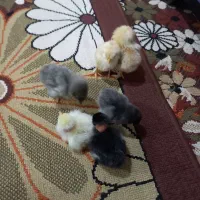 جوجه‌های زیبای دورگ و گردن لختی
