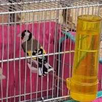 سهره ماده جوجه قفس دوساله کبوتر مرغ خروس وسیله