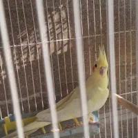 طوطی عروس لوتینو ماده بالغ|پرنده|بابل, |دیوار