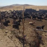 فروش صدر راس بز ترکی اکثر ابستن