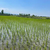 زمین-کشاورزی-سر-خیابون-اصلی