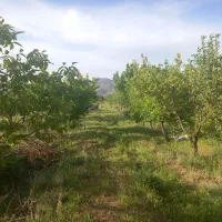 فروش باغ انگور