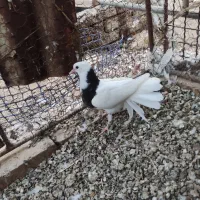 جوجه طوقی