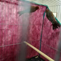 قناری سوخته سرخ|پرنده|کرمان, |دیوار