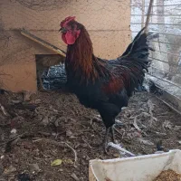 خروس|حیوانات مزرعه|رفسنجان, |دیوار