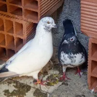 طوقی|پرنده|ویلکیج, |دیوار