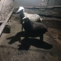میش با بره