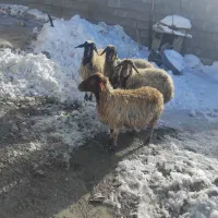 میش  یا گوسفند۴تا آبستن روزگاری