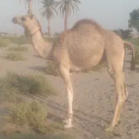 هاشی نر|حیوانات مزرعه|جازموریان, |دیوار