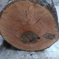 تنه گردو