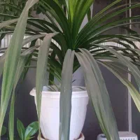 گل زیبا وقشنگ و اپارتمانی|گل و گیاه طبیعی|شهرکرد, |دیوار