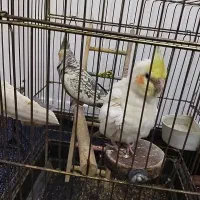 عروس هلندی دستی سخنگو جفت|پرنده|هشتگرد, شهرک گلخانه|دیوار