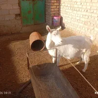 بز سانن|حیوانات مزرعه|نیشابور, ریوند|دیوار