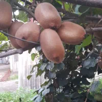 به یک نفر سرایه دار در باغ نیاز دارم