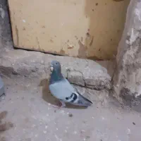 کبوتر|پرنده|بیرجند, |دیوار