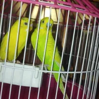 جفت جوجه مرغ عشق|پرنده|زاهدان, |دیوار