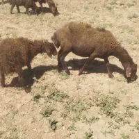 میش وبره
