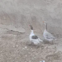 غاز نر ماده