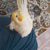 گم‌شدن عروس هلندی