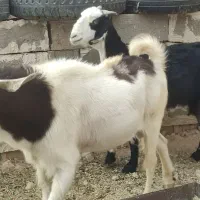 بز پازن|حیوانات مزرعه|بهبهان, |دیوار