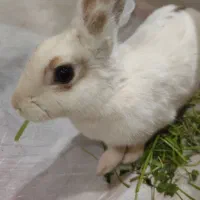 فروش خرگوش خانگی سفید کم‌یاب قیمت مناسب
