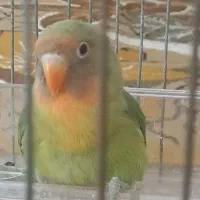 طوطی بریزلی و مینا
