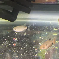 انواع تترا، میگو