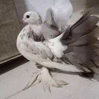 ساعت کفتر دمچتری