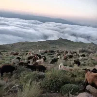 گوسفند سفید شمالی