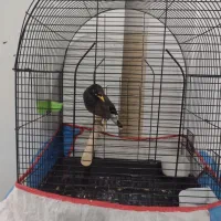 یک عدد مرغ مینا نر 4 ماه دستی|پرنده|بومهن, |دیوار