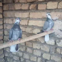 کبوتر گلین|پرنده|اصفهان, کساره|دیوار