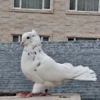 کفتر
