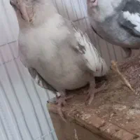 جفت عروس هلندی|پرنده|گرمسار, |دیوار