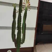 گل آپارتمانی