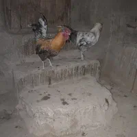 خروس هزارپوپ تزئینی، گلین عشایری ،گردن لخت