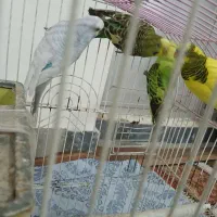 مرغ عشق دو جفت آس|پرنده|نکا, |دیوار