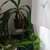 گل ارزون|گل و گیاه طبیعی|داراب, |دیوار