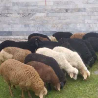 23تا بره تالشی علف خوار|حیوانات مزرعه|شاندرمن, |دیوار
