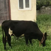 گاو با گوساله ماده