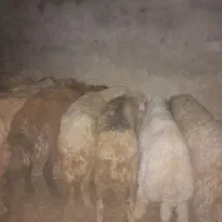 ۷راس میش وبره گیلانغرب