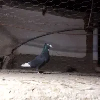 نر پلنگ|پرنده|کرمان, |دیوار