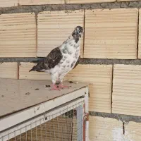 کفتر.تهرونی.زینتی.فاشهای|پرنده|خمینیشهر, |دیوار