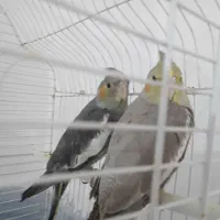 کفش طرح عروس هلندی