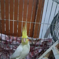 عروس هلندی جفت