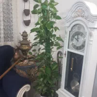 گلدان قیم دار پتوس بزرگ|گل و گیاه طبیعی|گلبهار, شهر جدید گلبهار|دیوار
